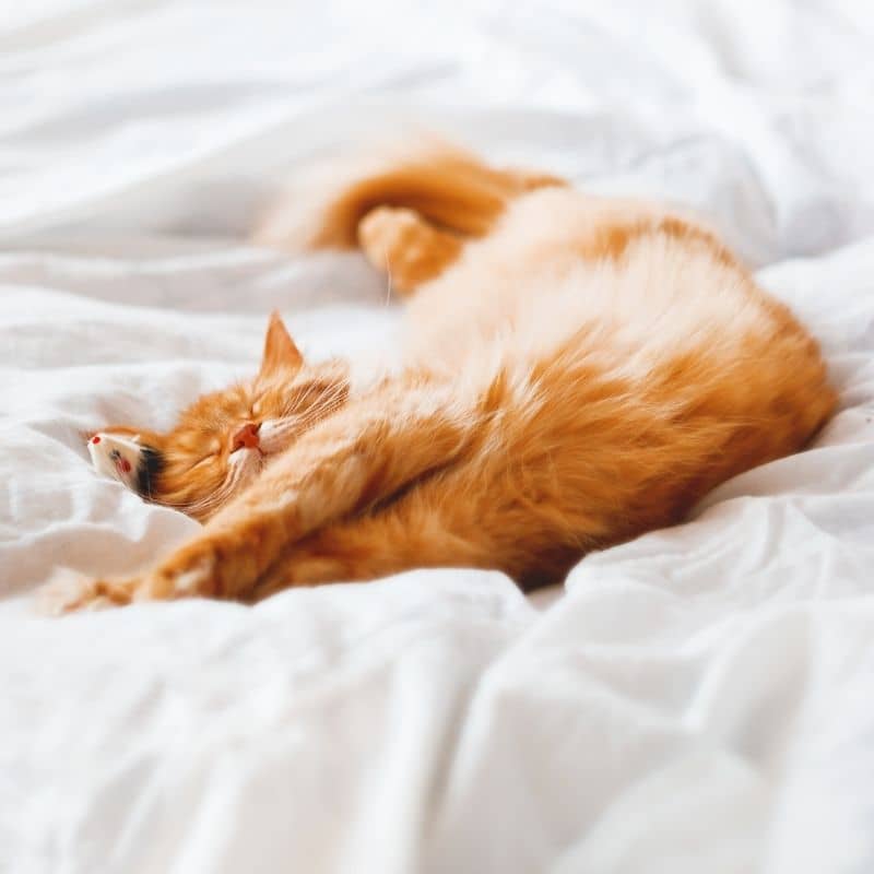 Couchage pour chat : panier et lit cabane 