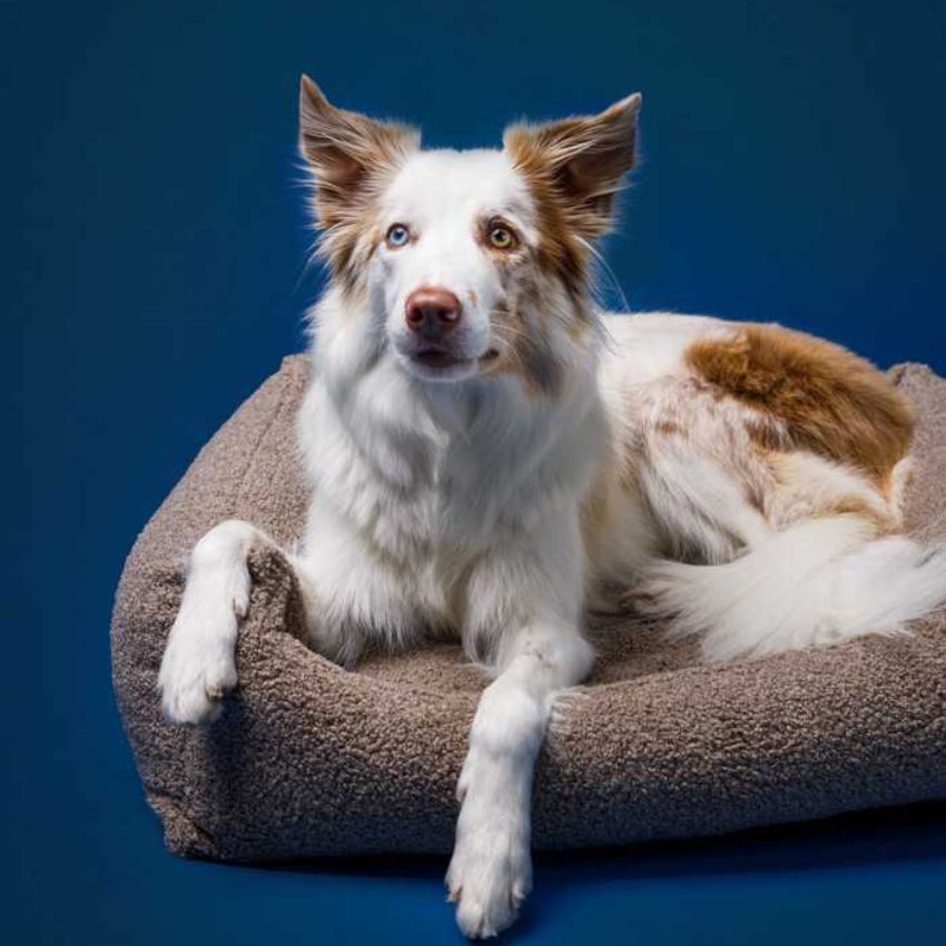 lit et matelas pour chien déhoussable 