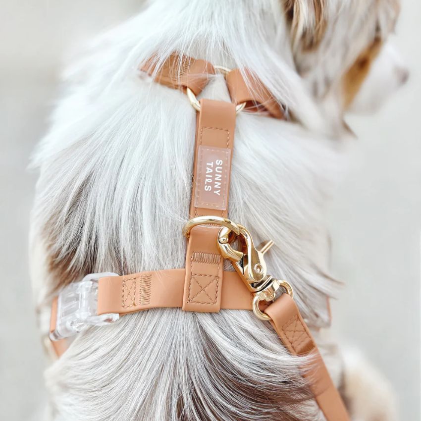 Harnais veste pour petit chien - gilet accessoire mode - Vêt'chien