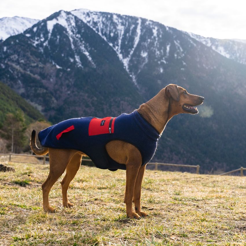 manteau pour chien cocker