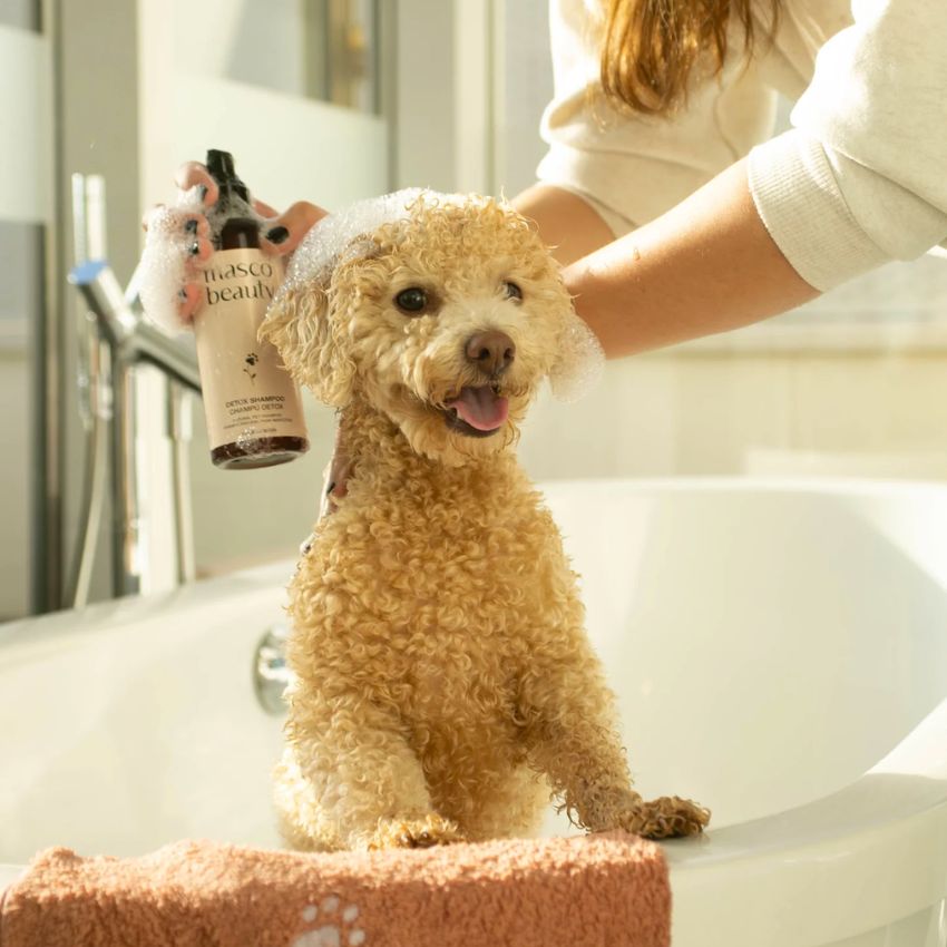 shampoing pour chien, nettoyant yeux et oreilles, démêlant, baume coussinets et brosse à dents pur hygiène bucco dentaire 