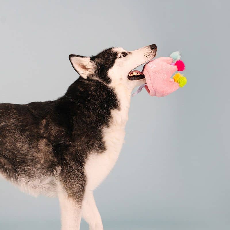 chien qui est en train de jouer avec une peluche en forme de couronne d'anniversaire en rose mignon
