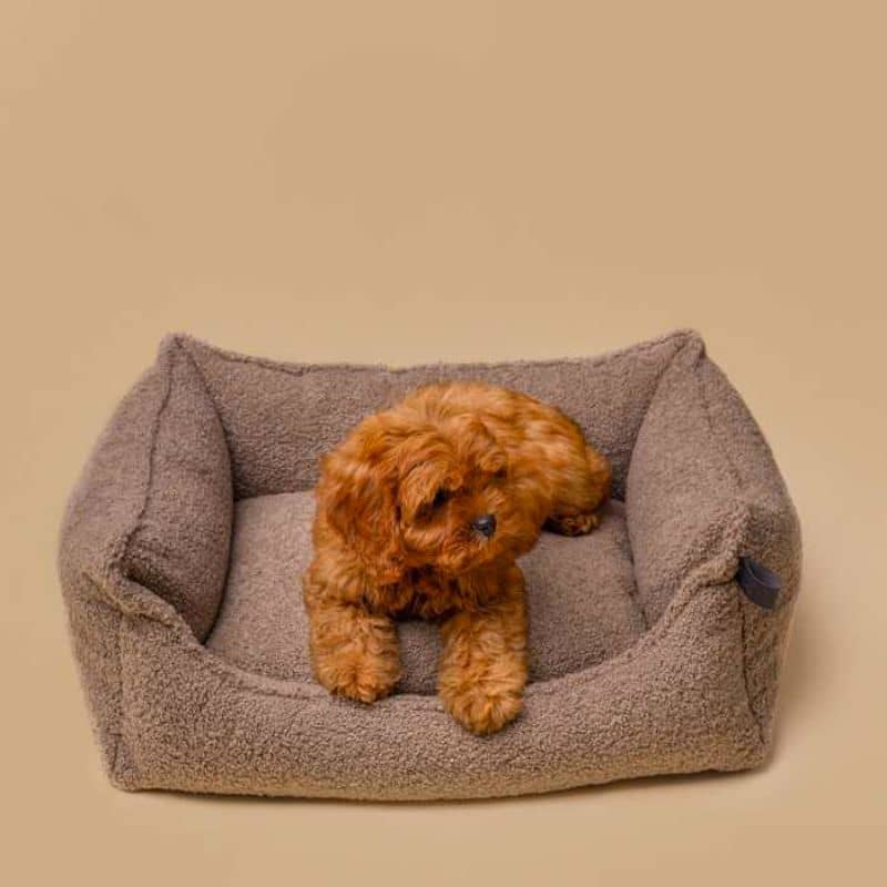lit dehoussable pour chien Teddy en bouclette taupe Lillabel - taille S