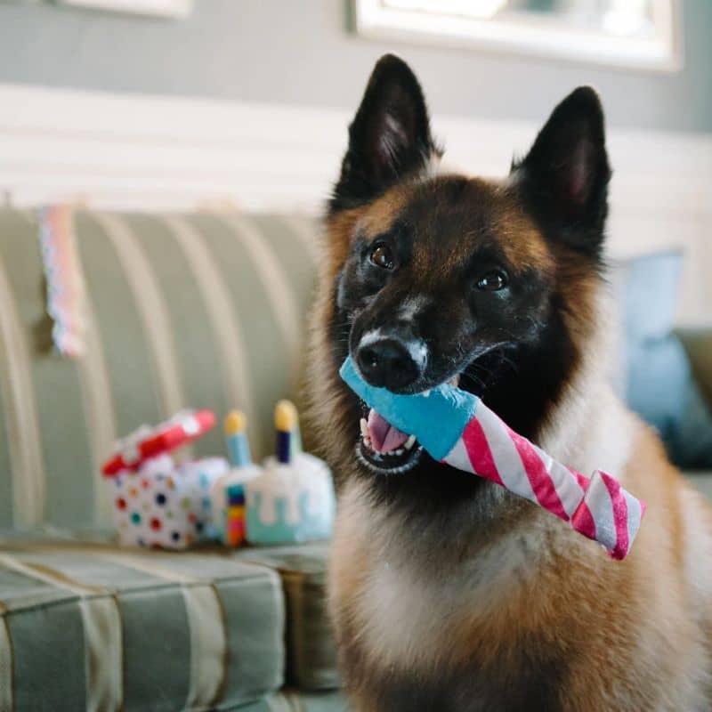 jouet peluche anniversaire pour chien en forme de langue de belle mère (cotillon)  qui se déplie lorsqu'on appuie sur le pouic pouic et fait du bruit de papier froissé de la marque PLAY 