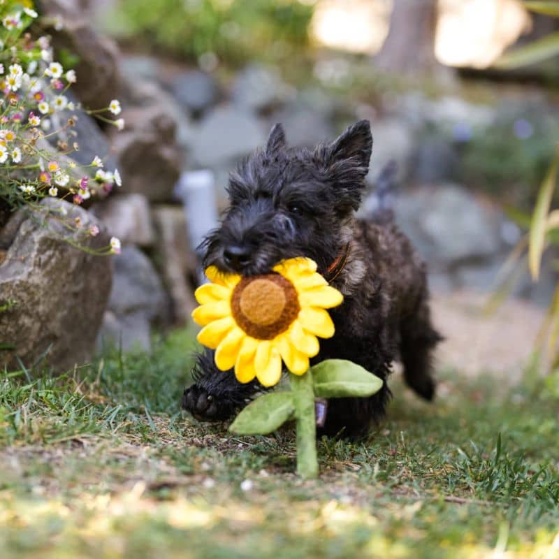 jouet peluche pour chien en forme de fleur tournesol Sassy Sunflower qui couine et fait du bruit de papier froissé de la marque PLAY 