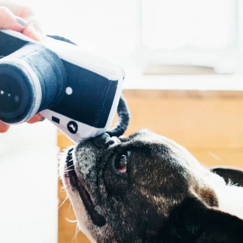 jouet peluche pour chien en forme d'appareil photo Lens Licker Camera qui couine et fait du bruit de papier froissé de la marque PLAY 