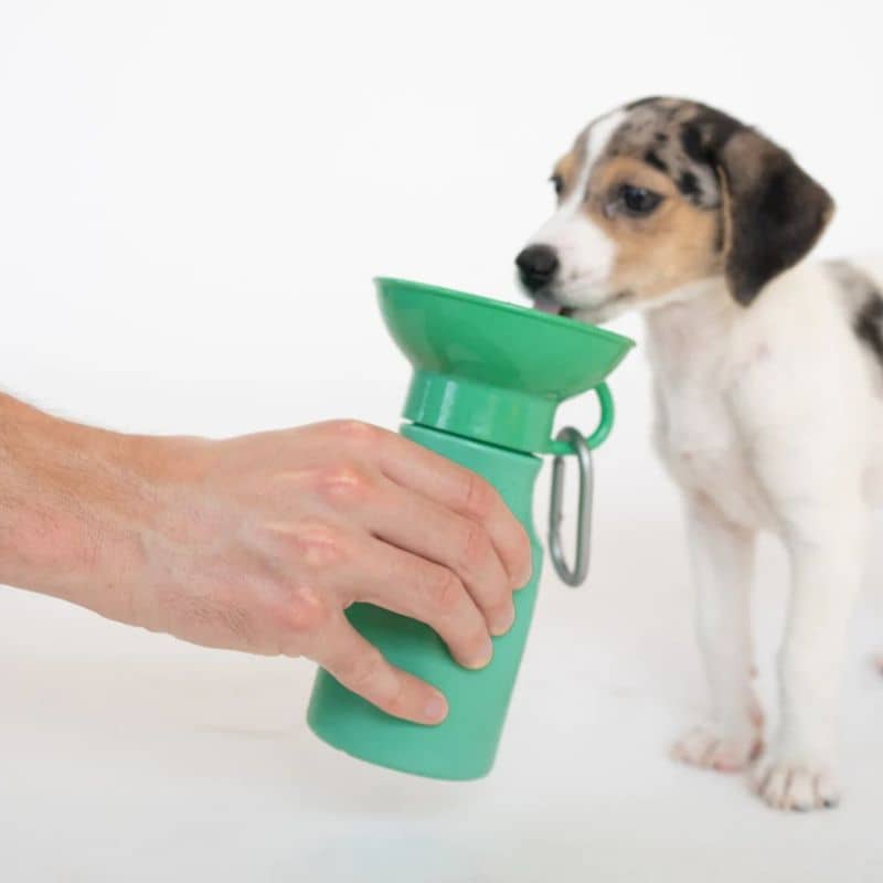 gourde de voyage pour chien avec réservoir d'eau Springer Pet en vert 
