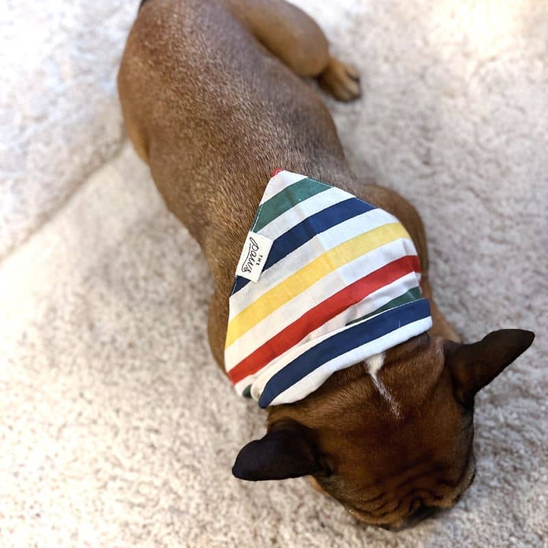 Bandana pour chien en coton motif rayures multicolores