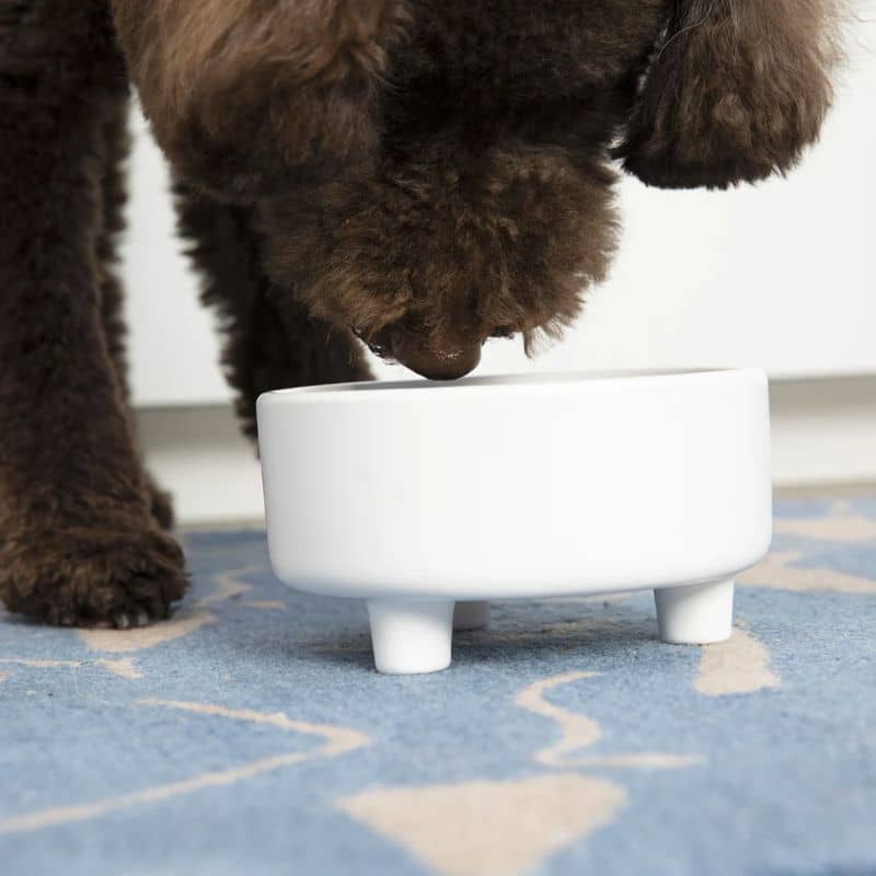 gamelle pour chien en céramique blanche en hauteur de la marque Waggo est conçue pour favoriser la digestion lors des repas de votre toutou