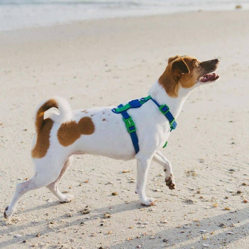 Harnais pour chien waterproof bicolore en bleu et vert pour la plage