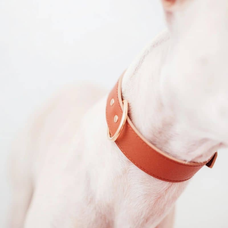 collier de couleur marron en cuir pour chien