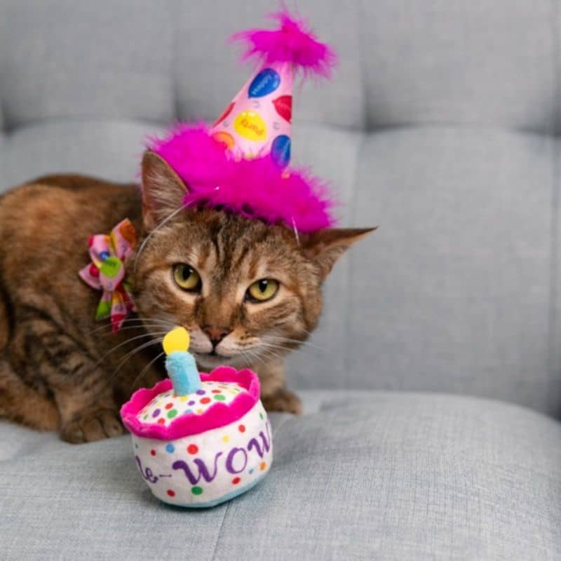 jouet pour chat Mewow Cake 🎂 Kittybelles en forme de gâteau d'anniversaire fourré à l'herbe à chat 