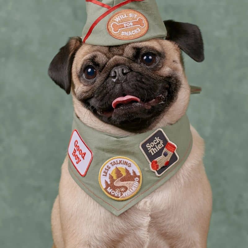 Badge pour bandana pour chien "voleur de chaussettes"