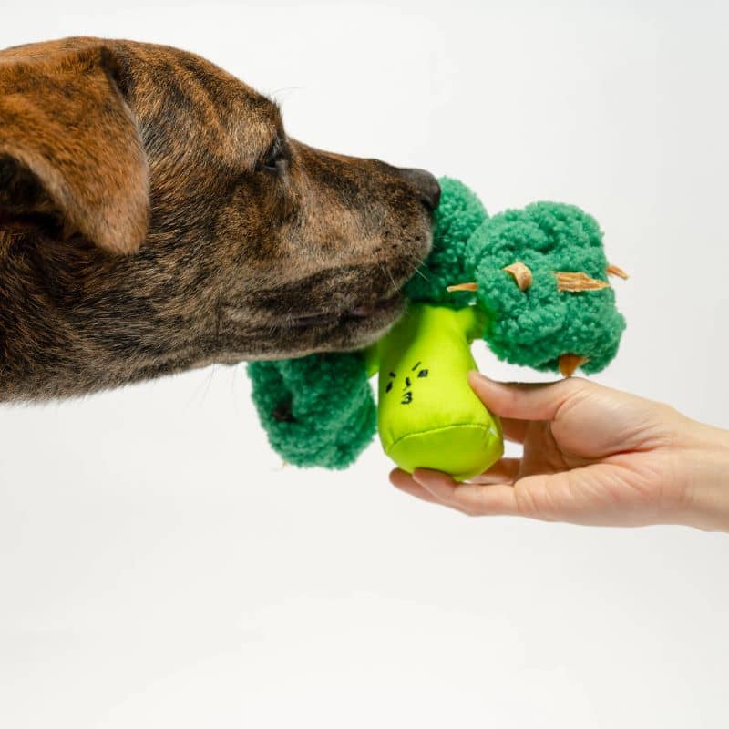 jouet d'occupation pour chien peluche de flair avec cachettes à friandises en forme de brocoli The Furryfolks