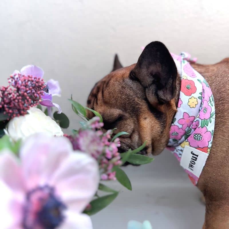 Bandana pour chien The Paws motif blossom fleurs liberty avec bouledogue français