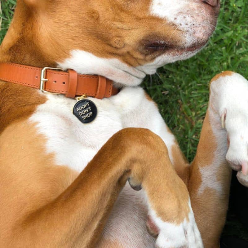 Médaille pour chien ronde Adopt don't shop adoption rescue