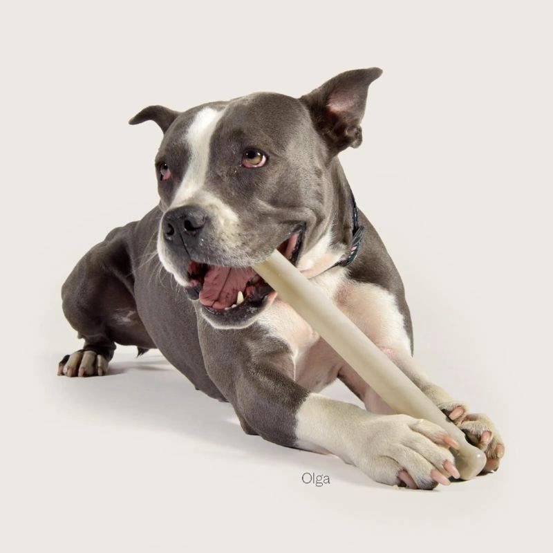 jouet résistant pour chien en forme de baton à macher ou à lancer gout noisette United Pets
