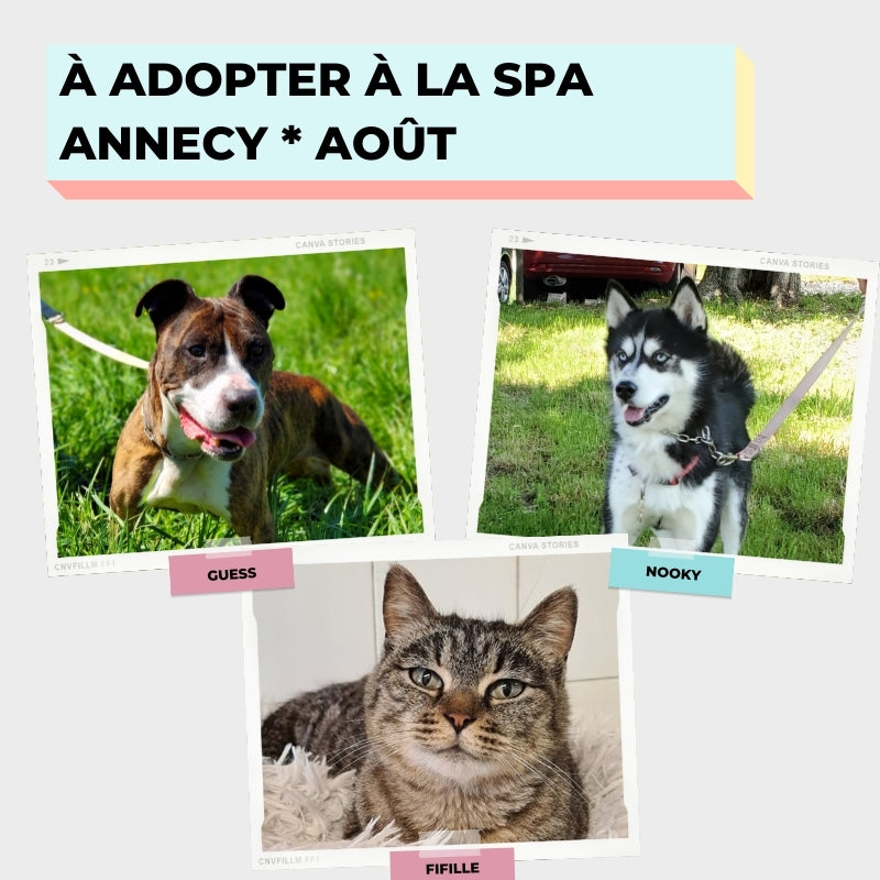 À ADOPTER À LA SPA ANNECY [AOÛT]