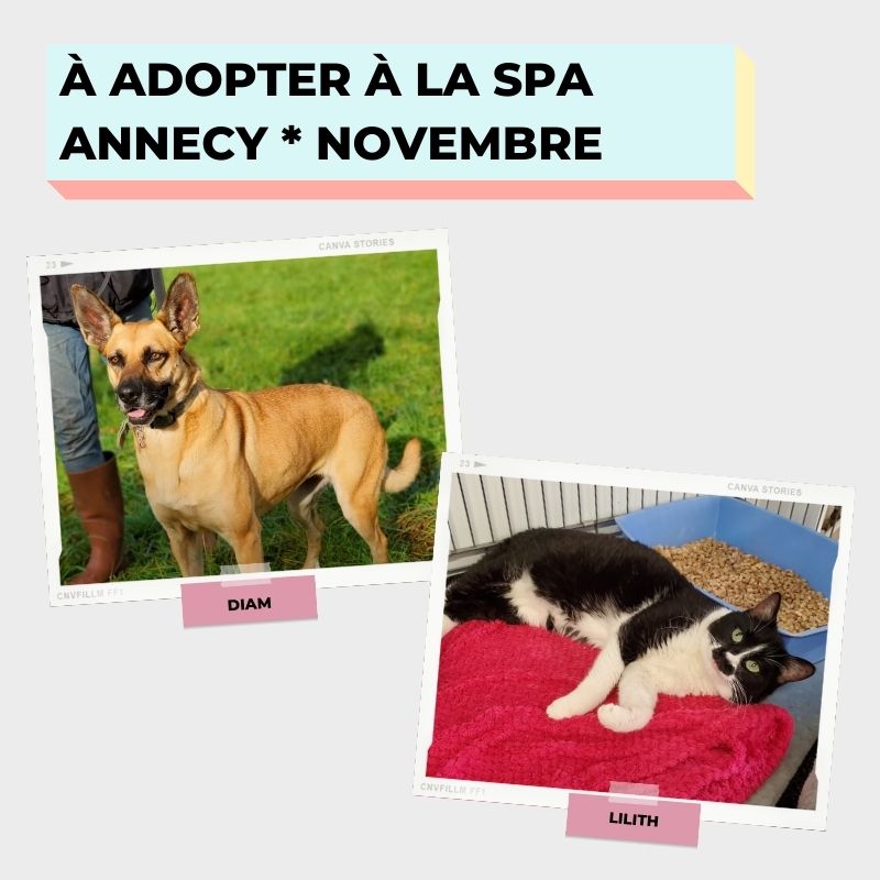 adoption novembre SPA Annecy