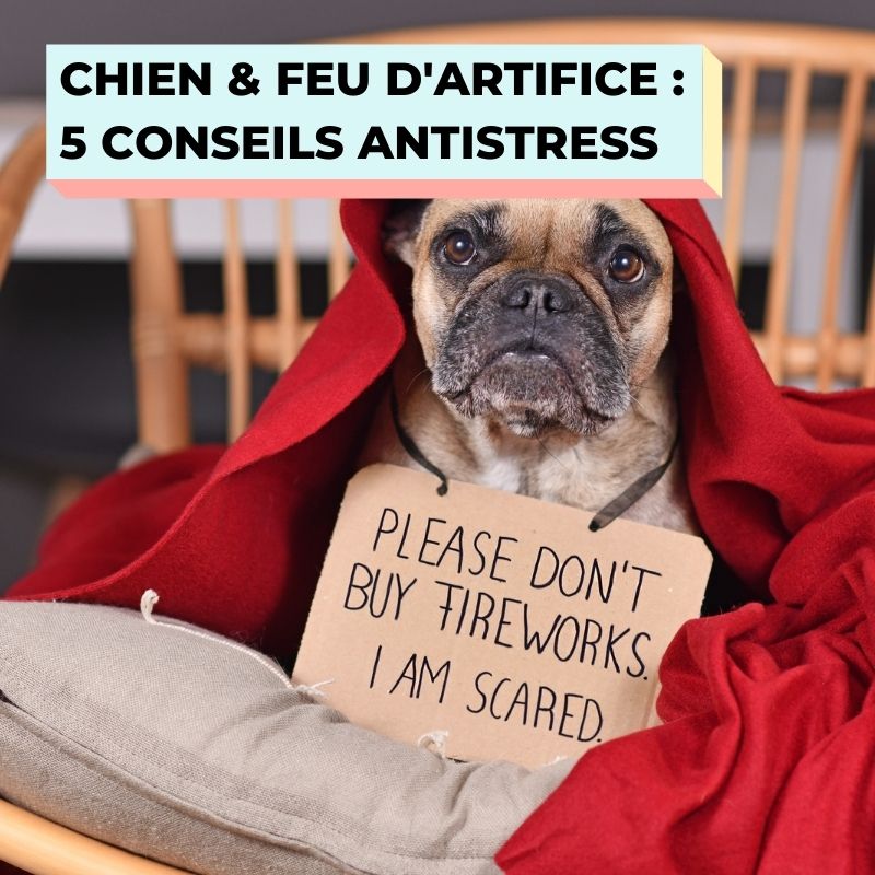 5 conseils pour les chiens et chats angoissés par les feux d'artifice