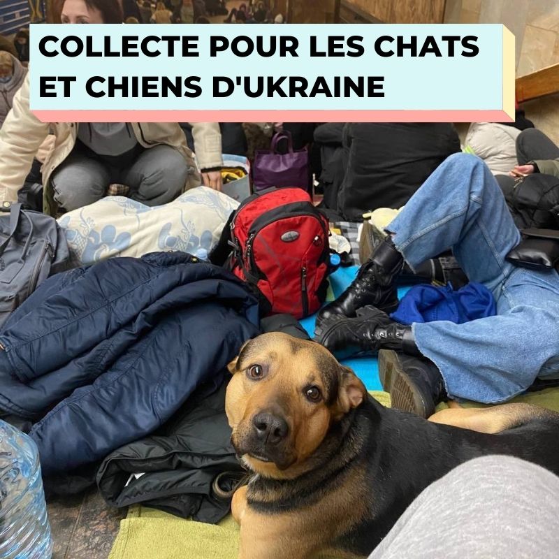 collecte de croquettes pour les chats et chiens d'ukraine
