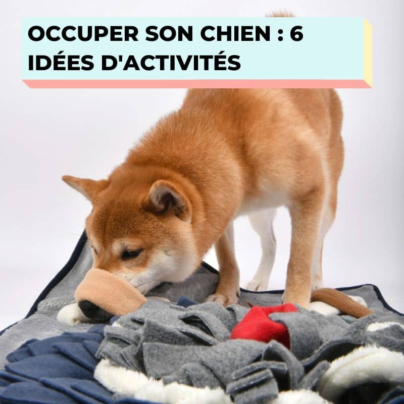 Chien avec un tapis de fouille : idée d'activité avec son chien