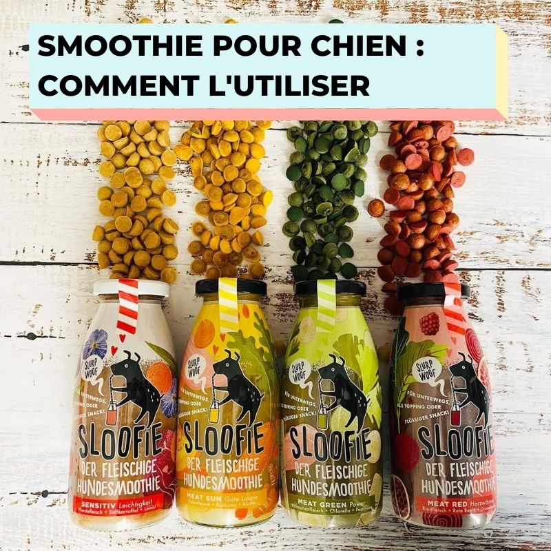 comment utiliser le smoothie pour chien : doggyroller, tapis de léchage lickmat, kong, glace