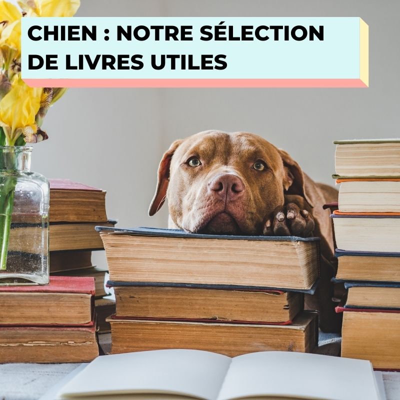 livres pour comprendre, éduquer, dépenser mentalement et soigner naturellement votre chien 
