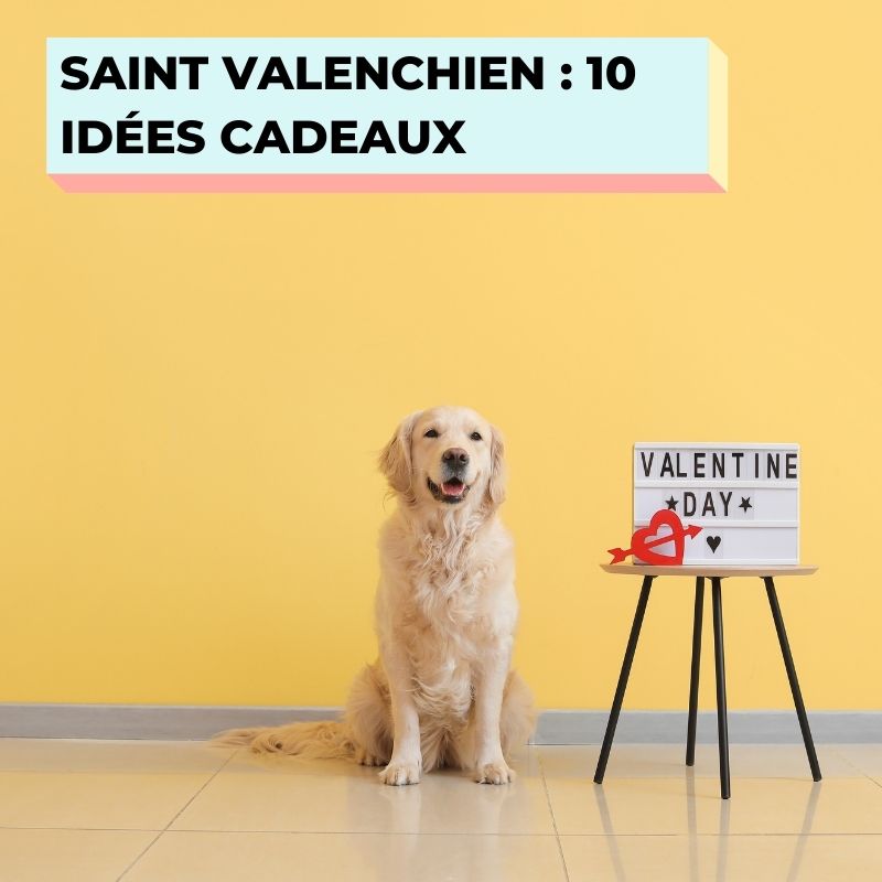 SAINT VALENTIN : 10 IDÉES CADEAUX POUR CHIEN ET CHAT