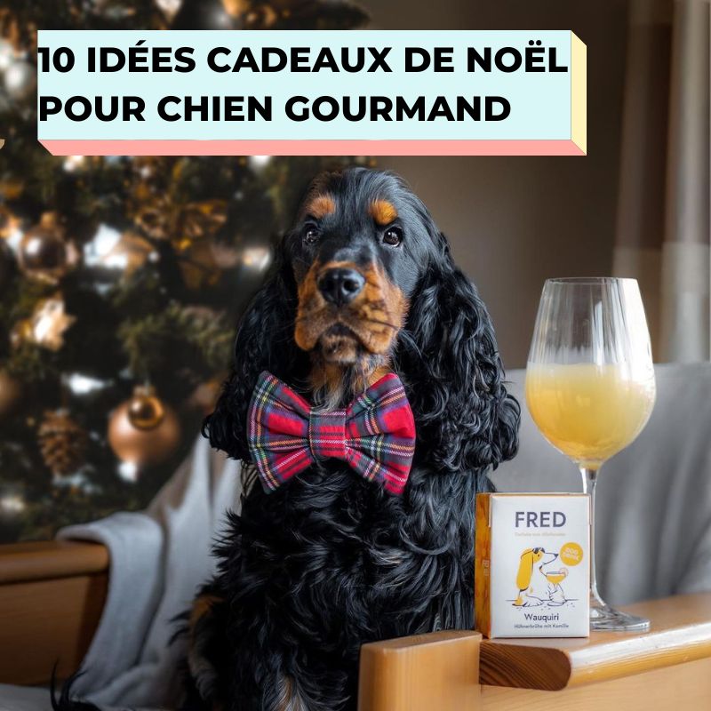 NOËL 2023 : 10 IDÉES CADEAUX POUR CHIEN GOURMAND