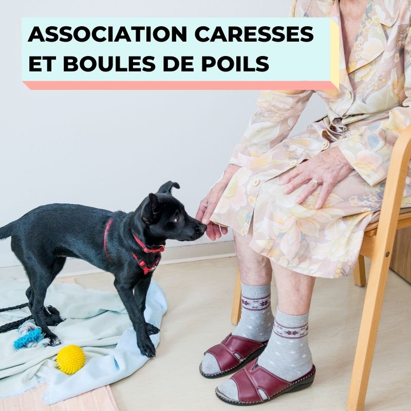 médiation animale en ephad avec l'association caresses et boules de poils 