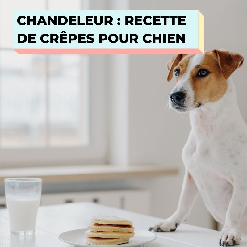 chandeleur recette facile de crepes pour chien 