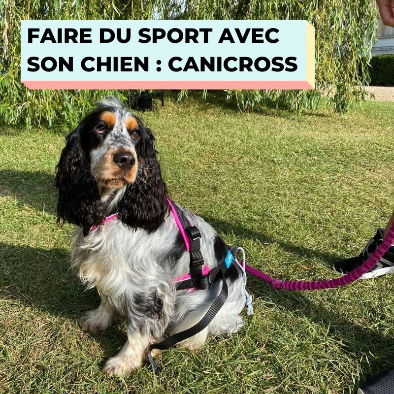FAIRE DU SPORT AVEC SON CHIEN