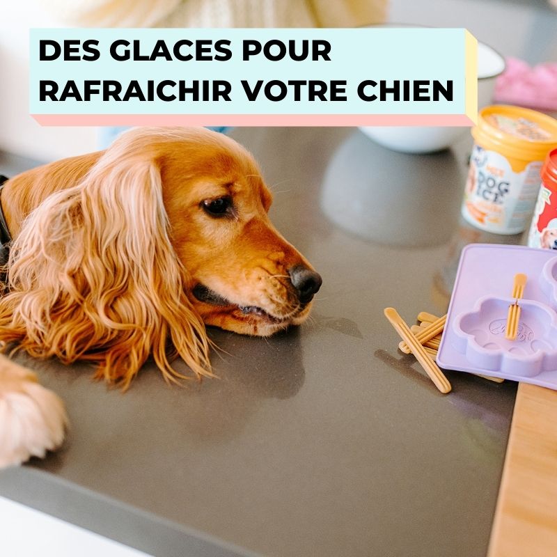 DES GLACES POUR RAFRAICHIR VOTRE CHIEN