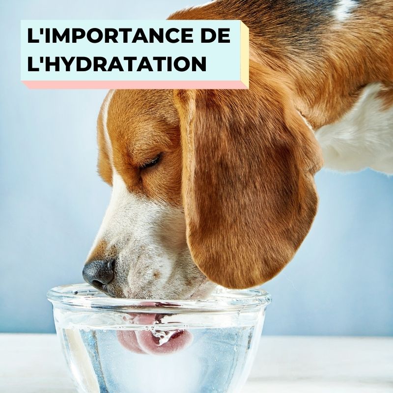 L’IMPORTANCE DE L’HYDRATATION CHEZ LE CHIEN