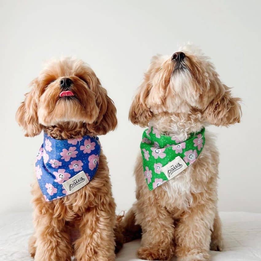 Bandanas, imperméables, pulls et accessoires pour chien 