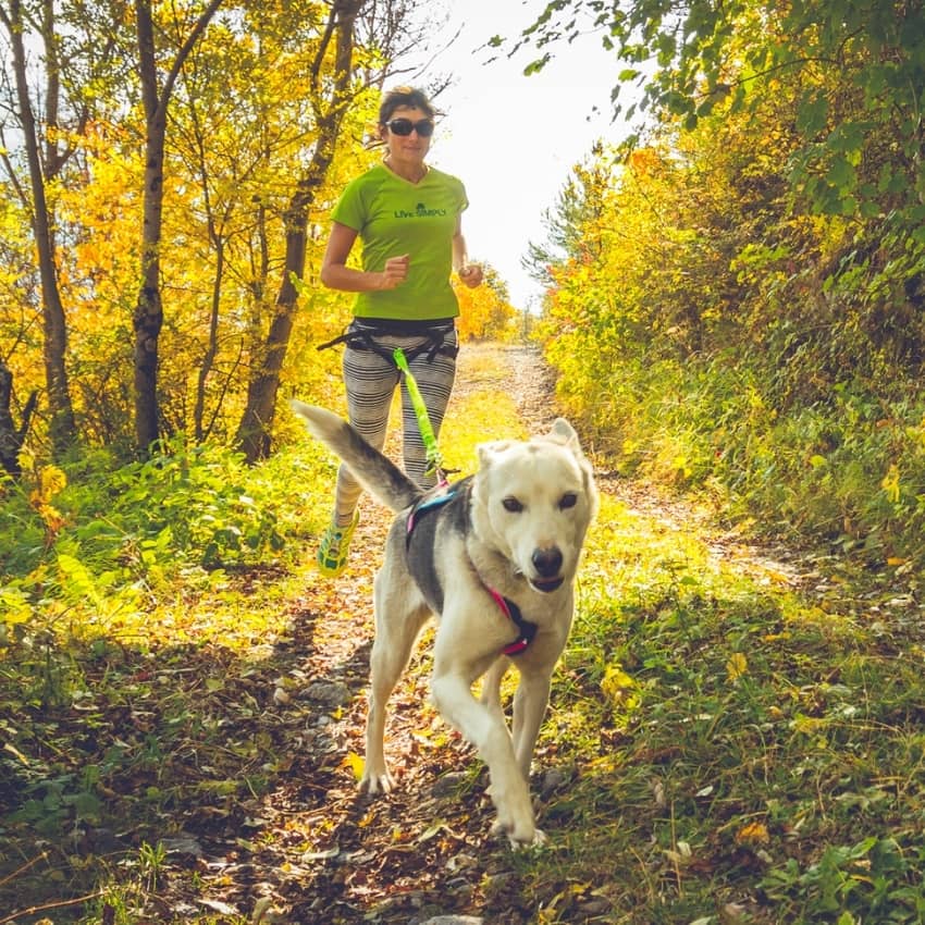 Accessoires pour faire du sport avec son chien : laisse et harnais 