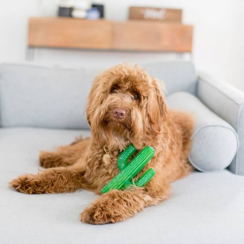 Jouet résistant pour chien 