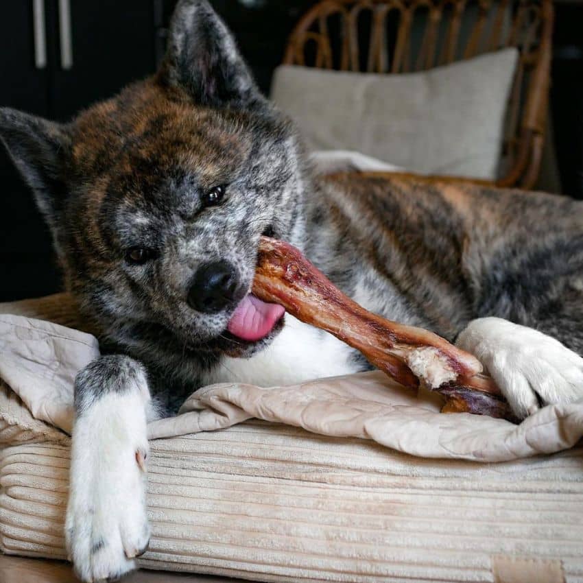 mastication naturelle et longue durée pour chien sensible