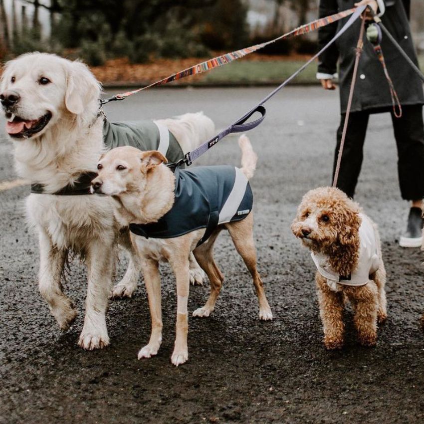 imperméable pour chien facile à enfiler pour protéger de la pluie