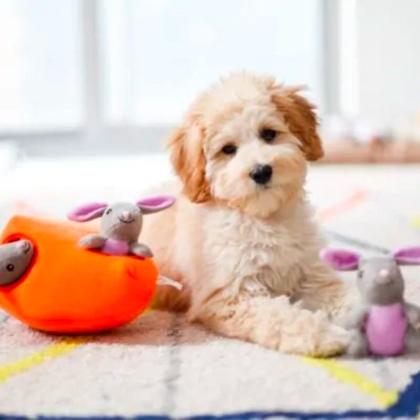sélection paques pour chien et chat : jouet interactif, mastication, friandises carottes, lapin, agneau