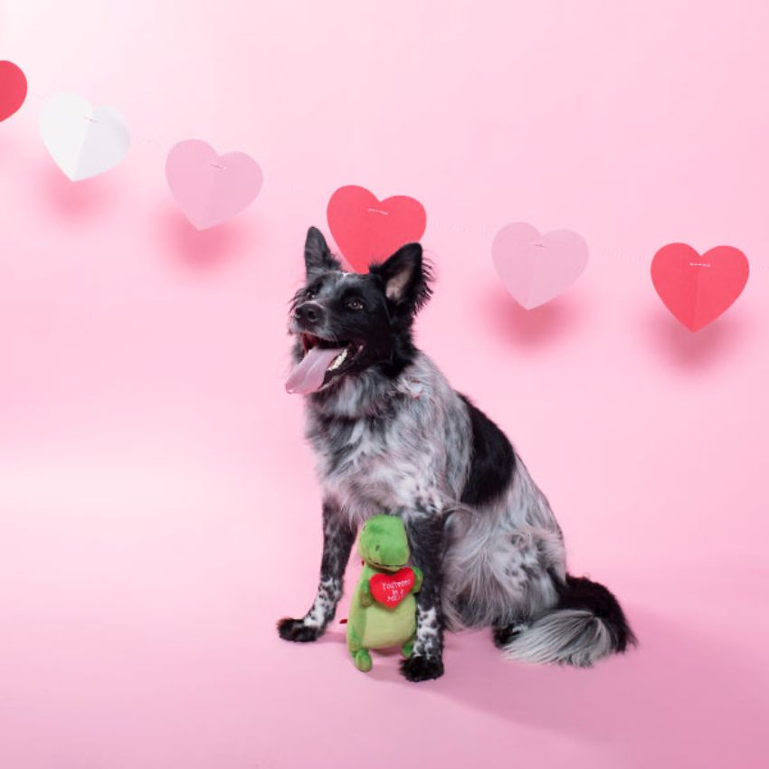 sélection saint valentin pour chien 