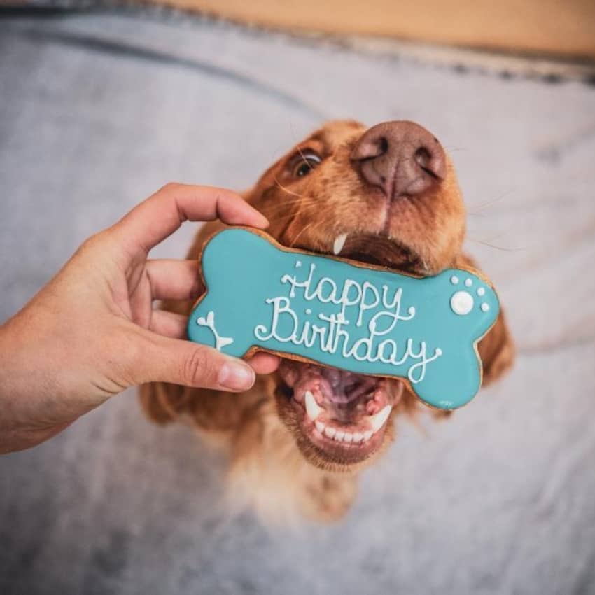 Gâteaux, friandises et jouets d'anniversaire pour chien 