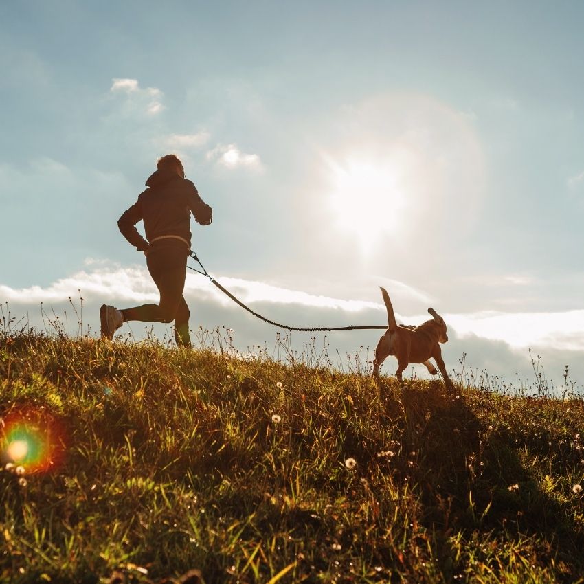 Chien sportif