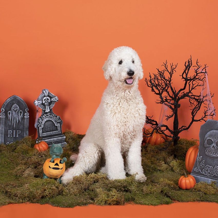 sélection halloween pour chien avec déguisement, jouet et friandises