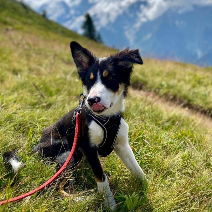 Produits pour chien contre les tiques, puces et autres insectes nuisibles