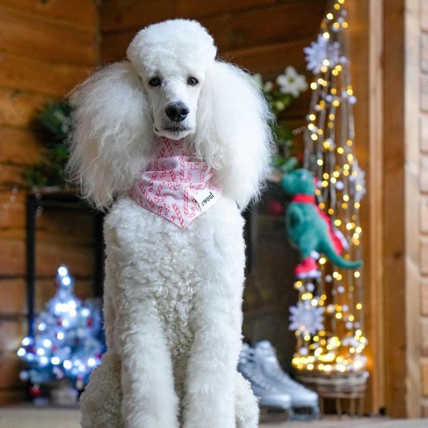 sélection de cadeaux de noel pour chien et chat : peluche, deguisement, bandana, pull de noel, calendrier de l'avent