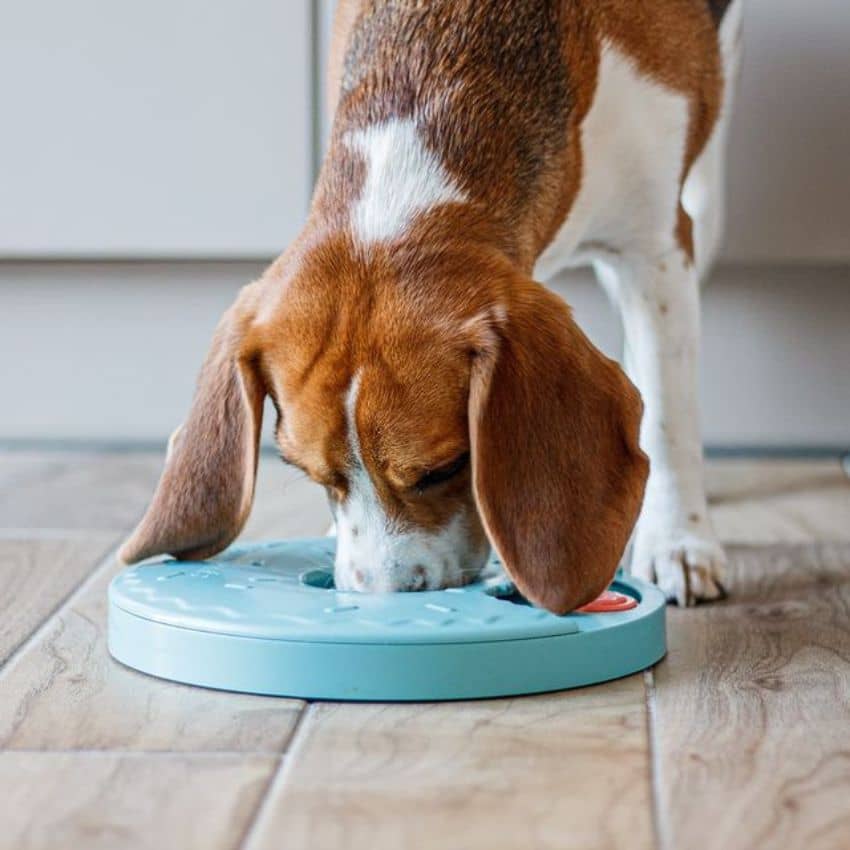 occuper son chien et enrichir son quotidien par des jeux d'intelligence pour developper son flair avec des tapis de fouilles et jouets interactifs, tapis de léchage, mastication 