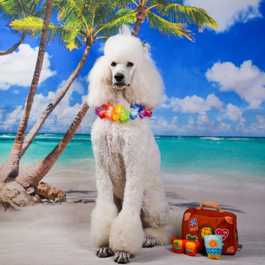 sélection estivale pour chien avec glace smoofl, tapis rafraichissant et jouets fun