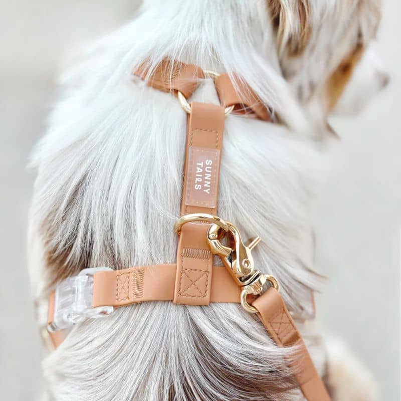 SUNNY TAILS - Marron chaï